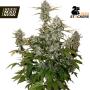 Candy Dawg Autoflower Feminised Seeds (Seed Stockers)