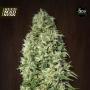 Orient Express Feminised Seeds (Ace Seeds)