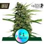 Orion F1 Automatic Feminised Seeds (Royal Queen Seeds)