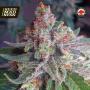 Purple Skunk Mass Feminised Seeds (Critical Mass Collective)