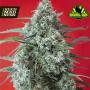 Red Star Feminised Seeds (Rockwell Seeds)