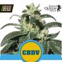 Royal CBDV Automatic Feminised Seeds (Royal Queen Seeds)