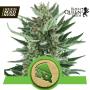 Royal Cheese Auto Feminised Seeds (Royal Queen Seeds)