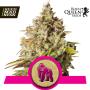 Royal Gorilla Feminised Seeds (Royal Queen Seeds)