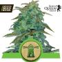 CLEARANCE - Royal Haze Automatic Feminised Seeds (Royal Queen Seeds)