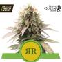 Royal Runtz Automatic Feminised Seeds (Royal Queen Seeds)