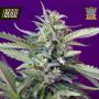 S.A.D. (Sweet Afgani Delicious) Auto Feminised Seeds (Sweet Seeds)