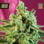 S.A.D. (Sweet Afgani Delicious) Feminised Seeds (Sweet Seeds)