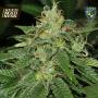 S.A.G.E Feminised Seeds (TH Seeds)