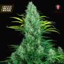 Serious 6 Feminised Seeds (Serious Seeds)