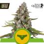 Sherbet Queen Automatic Feminised Seeds (Royal Queen Seeds)