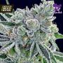Sour Betty Feminised Seeds (Anesia Seeds)