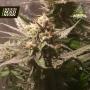 Sour Moonfire Feminised Seeds (Pot Valley Seeds)