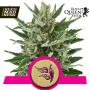 Speedy Chile Fast V Feminised Seeds (Royal Queen Seeds)