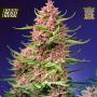 Strawberry Cola Sherbet F1 Fast Version Feminised Seeds (Sweet Seeds)