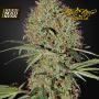 CLEARANCE - Super Bud Auto Feminised Seeds (Green House Seed Co)