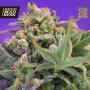 CLEARANCE - Sweet Cheese Fast Feminised Seeds (Sweet Seeds)