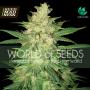 Colombian Gold Ryder (Sweet Coffee Ryder) Autoflowering Feminised Seeds (World Of Seeds)