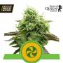 Sweet ZZ Automatic Feminised Seeds (Royal Queen Seeds)