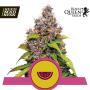 Watermelon Feminised Seeds (Royal Queen Seeds)