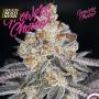 White Fire Punch Feminised Seeds (GrowersChoice)