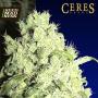 White Indica Regular Seeds (Ceres Seeds)