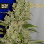 White Widow Feminised Seeds (Ceres Seeds)