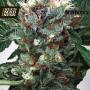 Zensation Feminised Seeds (Ministry of Cannabis)