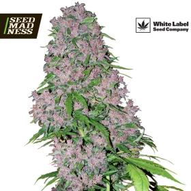 Purple Bud Feminised Seeds (White Label Seed Co)