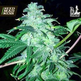CLEARANCE - 22 Feminised Seeds (Cali Connection)