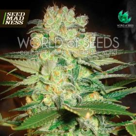 Afghan Kush x White Widow (Medical Collection) Feminised Seeds (World Of Seeds)