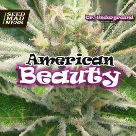 American Beauty Feminised Seeds (Dr Underground)