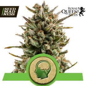 CLEARANCE - Amnesia Haze Auto Feminised Seeds (Royal Queen Seeds)