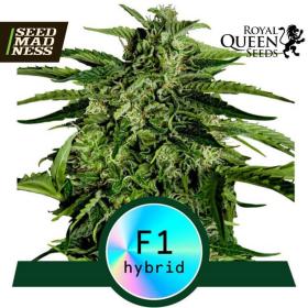 Apollo F1 Automatic Feminised Seeds (Royal Queen Seeds)