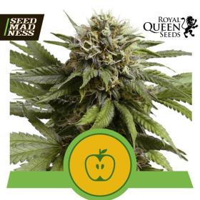 Apple Fritter Auto Feminised Seeds (Royal Queen Seeds)