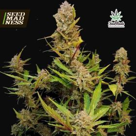 Apricot Auto Feminised Seeds (Fast Buds)