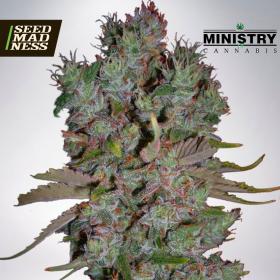 Auto Blueberry Domina Feminised Seeds (Ministry of Cannabis)