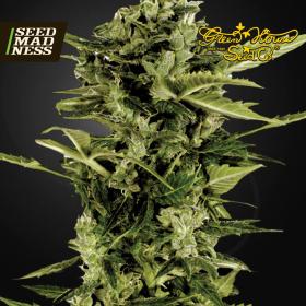 CLEARANCE - Auto Bomb Feminised Seeds (Green House Seed Co)