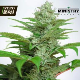 Auto CBD Star Feminised Seeds (Ministry of Cannabis)