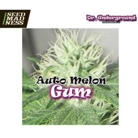 CLEARANCE - Auto Melon Gum Feminised Seeds (Dr Underground)
