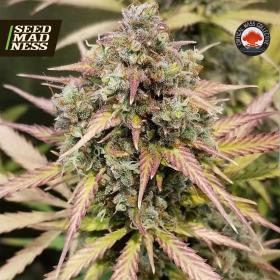 Auto Monster Breath Feminised Seeds (Critical Mass Collective)