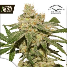 Auto Oh My Gusher Feminised Seeds (Dutch Passion)