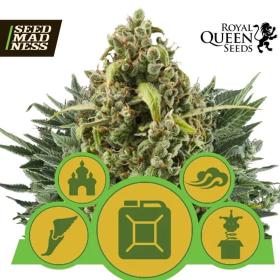 Royal Queen Autoflowering Mix Feminised Seeds (Royal Queen Seeds)