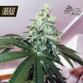 Banger Glue Feminised Seeds (Little Chief Collabs)