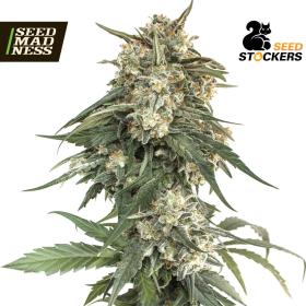 BCN Critical XXL Fast Feminised Seeds (Seed Stockers)