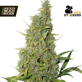 CLEARANCE - BCN Power Plant Feminised Seeds (Seed Stockers)