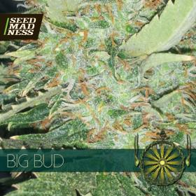 CLEARANCE - Big Bud Feminised Seeds (Vision Seeds)