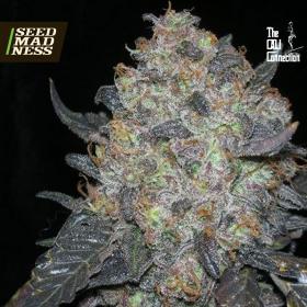 CLEARANCE - Black Water Feminised Seeds (Cali Connection)