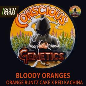 Bloody Oranges Feminised Seeds (Conscious Genetics)