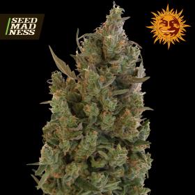Blueberry Cheese (was Blue Cheese) Feminised Seeds (Barneys Farm)